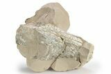 Fossil Oreodont (Merycoidodon) Upper Skull - Unprepared #249260-1